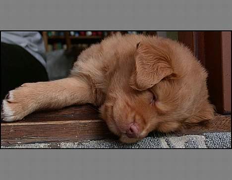 Nova scotia duck tolling retriever Murphy - Lille Han solo(murphy) er ved at falde ud over kanten. billede 13