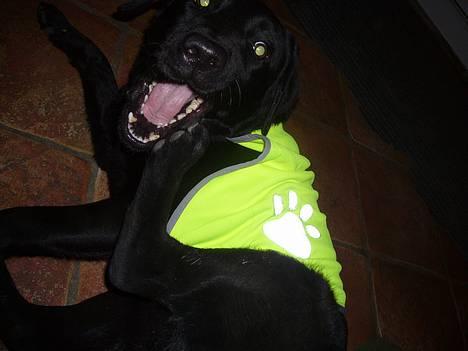 Labrador retriever Fiffy - foden klør :b billede 15