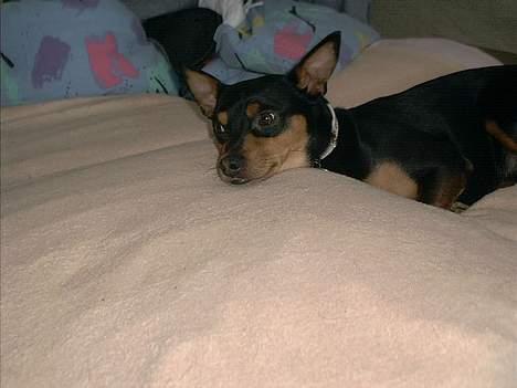 Blanding af racer mister billede 9