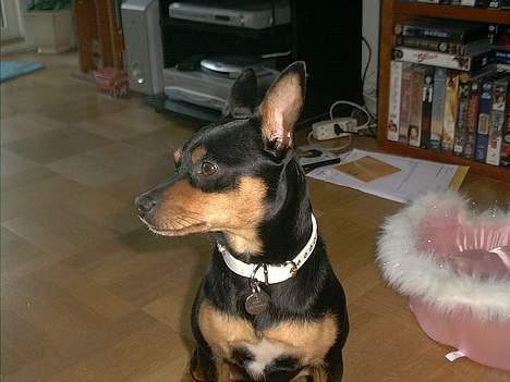 Blanding af racer mister billede 10