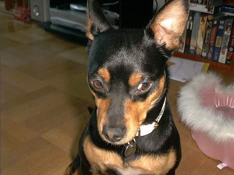 Blanding af racer mister billede 11