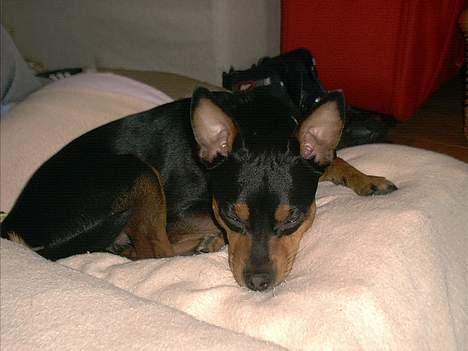 Blanding af racer mister billede 12