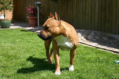 Amerikansk staffordshire terrier Piper billede 7