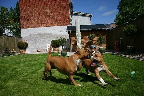 Amerikansk staffordshire terrier Bijou bijou amazonka billede 6