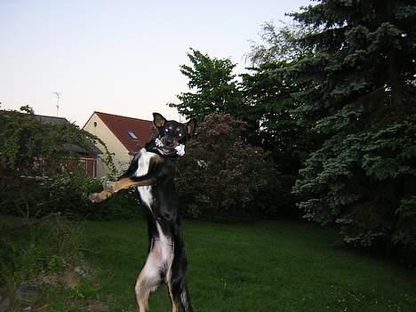 Blanding af racer Daisy*RIP* billede 6