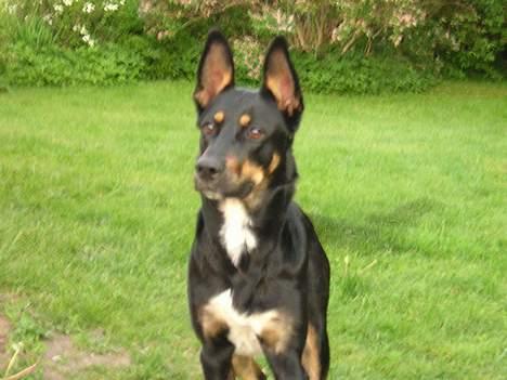 Blanding af racer Daisy*RIP* billede 7