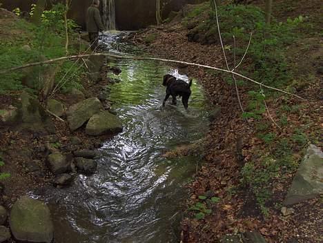 Ruhåret hønsehund Sako - Jager bobler =s billede 9