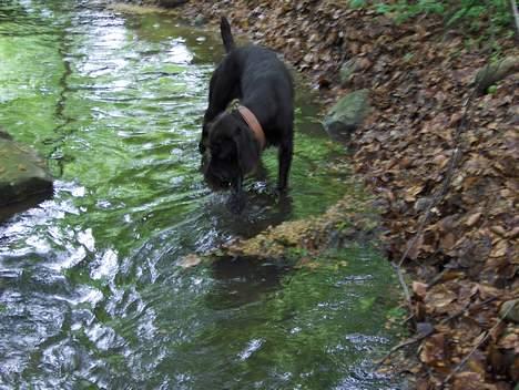 Ruhåret hønsehund Sako - Jager flere bobler =/ billede 10
