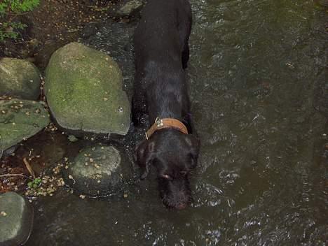 Ruhåret hønsehund Sako - Boblerne forsvinder under en bro...  billede 11