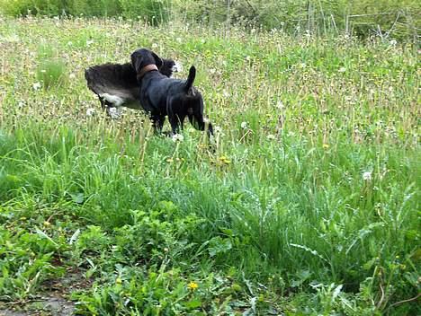 Ruhåret hønsehund Sako - Løber meget stækt billede 12