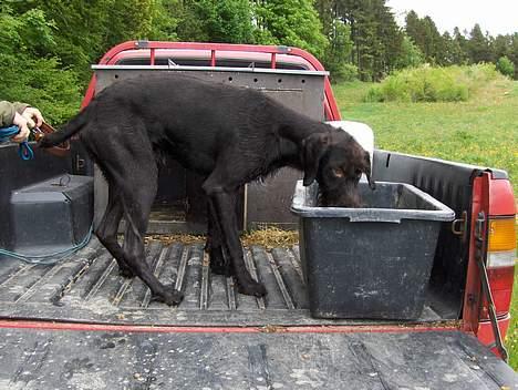 Ruhåret hønsehund Sako - Nysgerrig billede 13