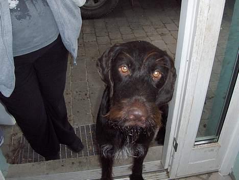 Ruhåret hønsehund Sako - Bedørende hundeøjne billede 14