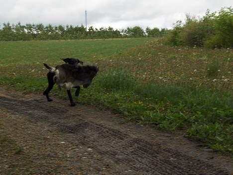 Ruhåret hønsehund Sako - Flyveøre !!! billede 15
