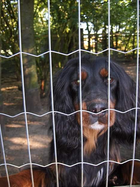 Gordon setter Benjamin - Aflivet billede 1