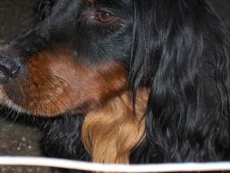 Gordon setter Benjamin - Aflivet billede 2