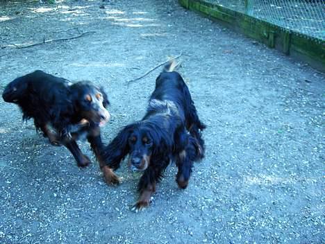 Gordon setter Benjamin - Aflivet billede 3