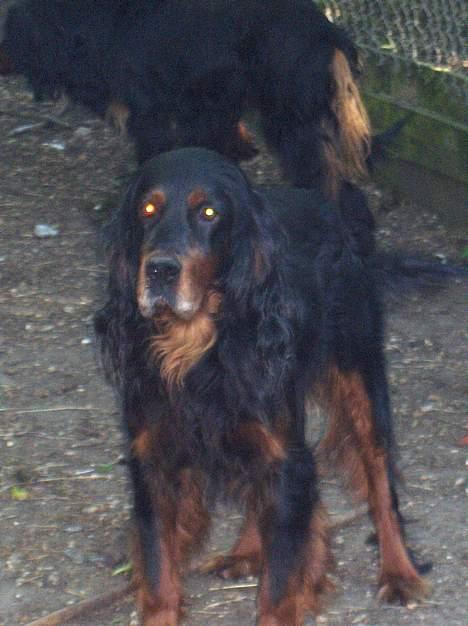 Gordon setter Settershill Jack billede 1