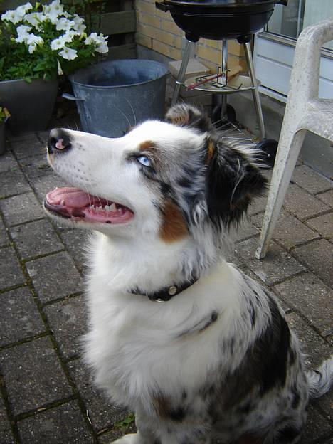 Australian shepherd Alve billede 13