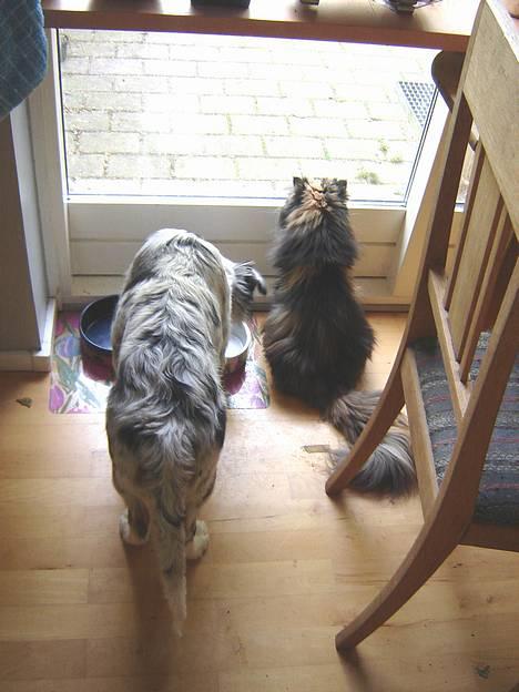 Australian shepherd Alve - Alve og perseren Emma kigger lige lidt ud af køkkenvinduet billede 15