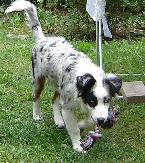 Australian shepherd Alve billede 16