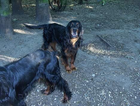 Gordon setter Settershill Jack billede 2