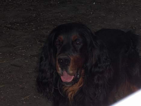 Gordon setter Settershill Jack billede 3