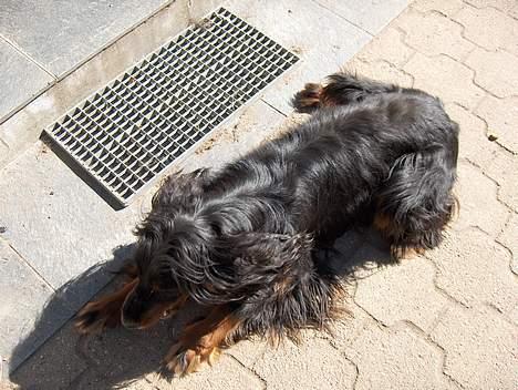 Gordon setter Benjamin - Aflivet billede 4