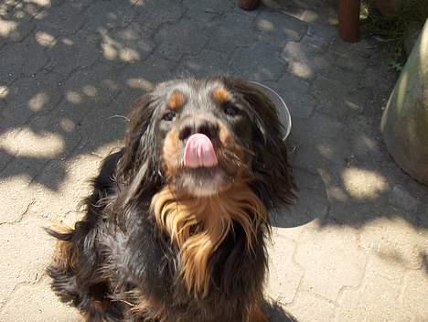 Gordon setter Benjamin - Aflivet billede 5