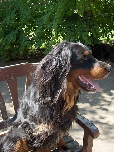 Gordon setter Benjamin - Aflivet billede 6