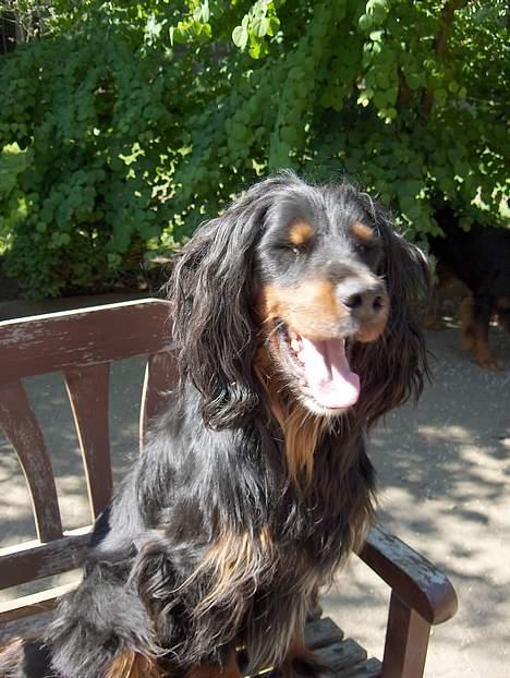 Gordon setter Benjamin - Aflivet billede 7