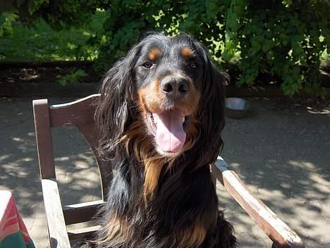 Gordon setter Benjamin - Aflivet billede 8