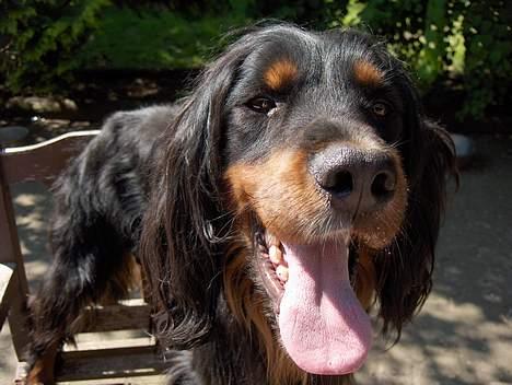 Gordon setter Benjamin - Aflivet billede 9