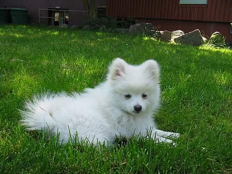 Blanding af racer Krumme billede 11