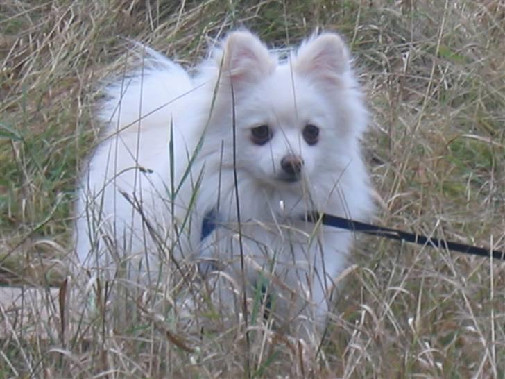 Blanding af racer Krumme billede 12