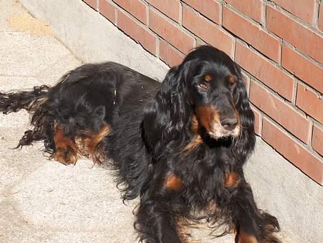 Gordon setter Aaens Ulrikke - død billede 1