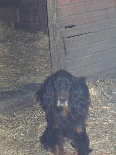 Gordon setter Aaens Ulrikke - død billede 2