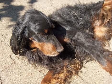 Gordon setter Aaens Ulrikke - død billede 3