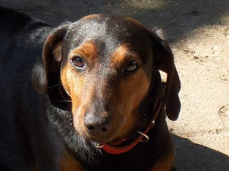 Gravhund Pelle Olsen *død* billede 1