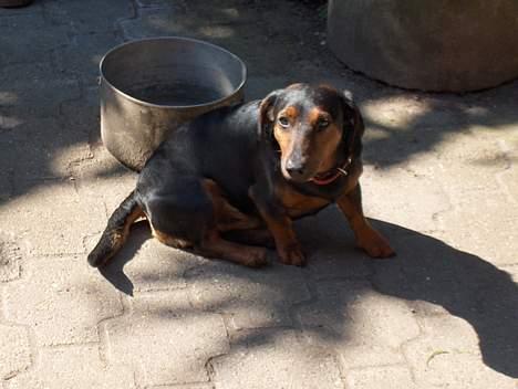 Gravhund Pelle Olsen *død* billede 2