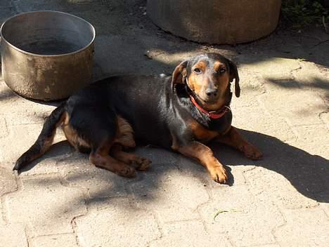 Gravhund Pelle Olsen *død* billede 3