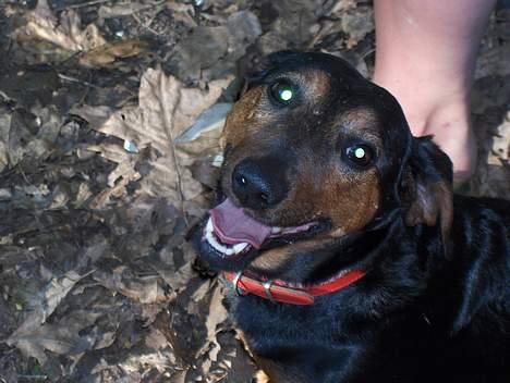 Gravhund Pelle Olsen *død* billede 4