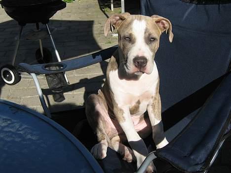 Amerikansk staffordshire terrier Kenzo billede 3
