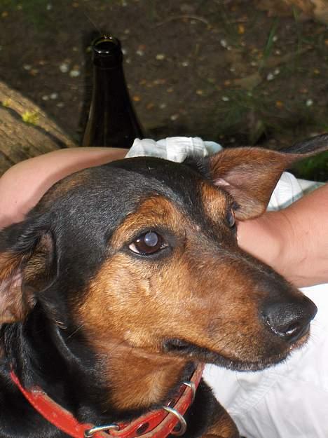 Gravhund Pelle Olsen *død* billede 6