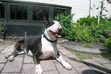 Bullterrier Tinka billede 11