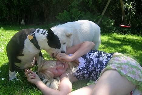 Bullterrier Tinka billede 12