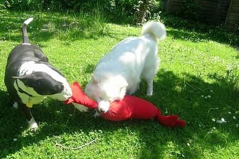 Bullterrier Tinka billede 13