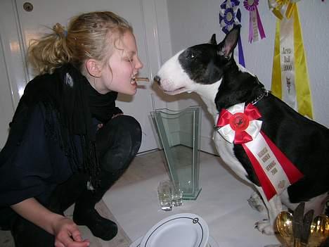 Bullterrier Tinka billede 14