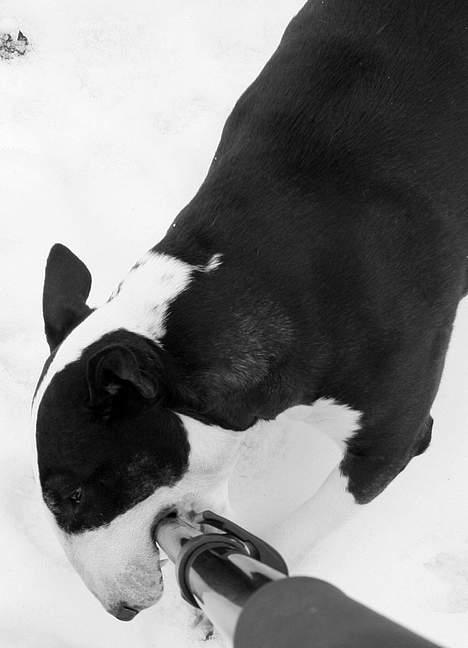 Bullterrier Tinka billede 15