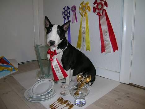 Bullterrier Tinka billede 16