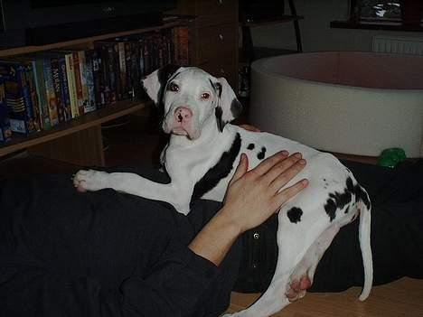 Grand danois Akela 2002 til 2006 - Første dag herhjemme... 3 mdr. gammel billede 1